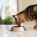 Влажные корма для кошек в ветаптеке для домашних животных “Гомеовет”: лучший выбор для вашего питомца